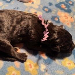 Boy 6 - Purple Collar - Black male German Shepherd puppy in Valley Springs, South Dakota from Von Pasch German Shepherds