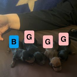 Dachshund puppies from Wideners Dachshunds