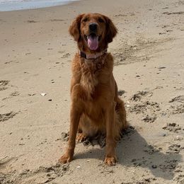 Lainey - Golden Retriever