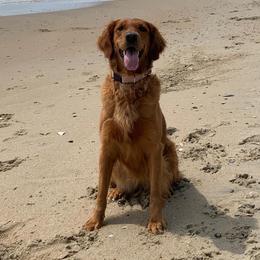 Lainey - Golden Retriever