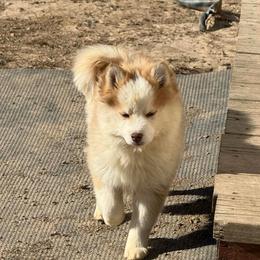 Melody - Red and white female Pomsky puppy in Bucyrus, Missouri from Hill Top Pomskies