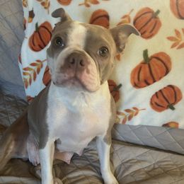 Whisper - Boston Terrier