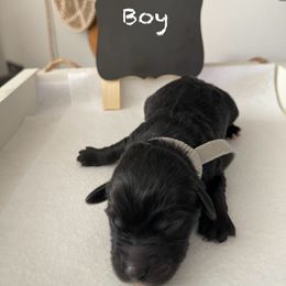 Goldendoodle Puppies from Jens Goldendoodle