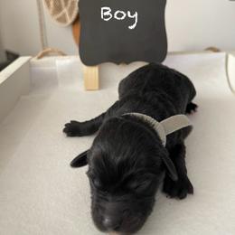 Goldendoodle Puppies from Jens Goldendoodle