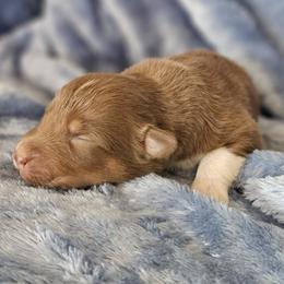 Boy 2 - Red tri-color male Australian Shepherd puppy in Tehachapi, California from Astralvale Aussies