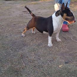 Ash - Miniature Bull Terrier