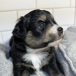 Nanook - Black tri female Miniature Australian Shepherd puppy in Spokane Valley, Washington from Northern Roots Aussies