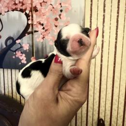 Joy-pending - Black and white female Shihpoo puppy in Whitehall 18052, Pennsylvania from Lilli’s Shih tzus and Shih poos