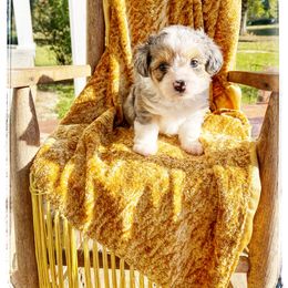 Indie - Blue merle female Aussiedoodle puppy in Louisville, Mississippi from Kristy’s Kennels