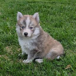 Travis - Tri-color male Pomsky puppy in Charlotte, Michigan from Moore Pomskies