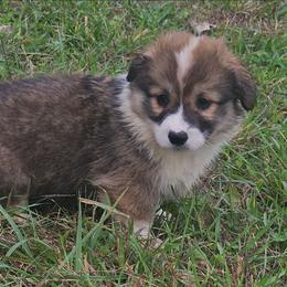 Walker - Sable male Pembroke Welsh Corgi puppy in Orrtanna, Pennsylvania from Mountain Top Shepherd's