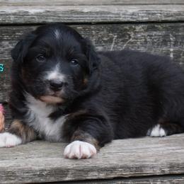 Bear - Black tri-color male Australian Shepherd puppy in Burbank, South Dakota from Dakota Rose Aussies