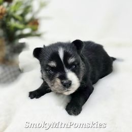 Phantom - Black and white male Pomsky puppy in Christiana, Tennessee from Smoky Mountain Pomskies