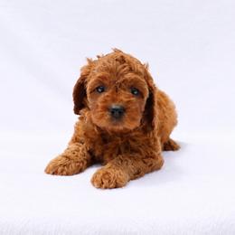 Laney - Red female Cavapoo puppy in Vineyard, Utah from Pitter Patter Puppies