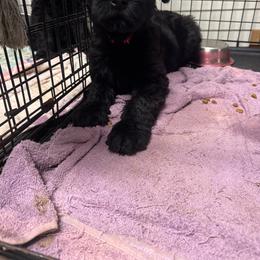 Female (Red) - Black female Giant Schnauzer puppy in Pearland, Texas from K & S Schnauzers
