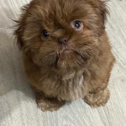Shih Tzu Puppies from Mosley Kennel Shih Tzu