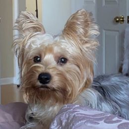 Goldendoodles and Yorkshire Terriers from Royal yorkies & pampered pups LLC