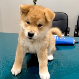 John - Red male Shiba Inu puppy in Milton, Florida from Moonlight Shibas