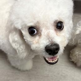 Girl 2 - White and buff female Bichon Frise puppy in Lavon, Texas from Sissy’s Heavenly Paws