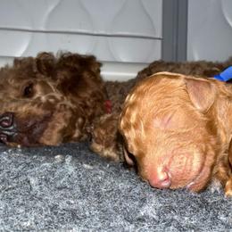 Blue - Red  male Poodle puppy in Keedysville, Maryland from Sunshine Red Standard Poodles