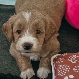 Brown collar - Red  male Goldendoodle puppy in Newcastle, Oklahoma from Ritzy Creek Doodles