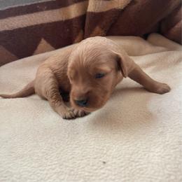 Ellie - Golden female Golden Retriever puppy in Wellington, Colorado from High Country Golden Retrievers