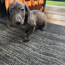 Asher - Dapple male Dachshund puppy in Washburn, Tennessee from Broken Arrow Miniature Dachshunds