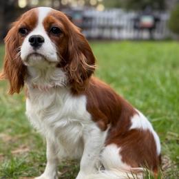 Diana - Cavalier King Charles Spaniel