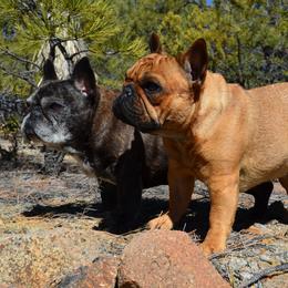 English Toy Spaniel and French Bulldog All Grown Up from Renaissance French Bulldogs and English Toy Spaniels
