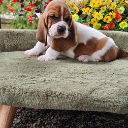 Black Boy Hank - Mahogany and white male Basset Hound puppy in Foley, Alabama from Jubilee Basset Hounds