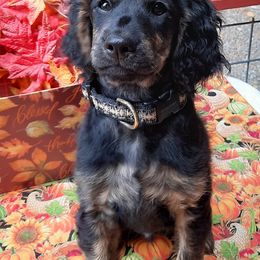 Norman - Goldendoodle puppy in Gig Harbor, Washington from Sandy’s Goldendoodles