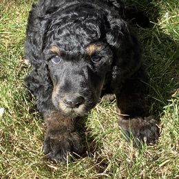 Poodle Puppies from Casey's AKC Standard Poodles
