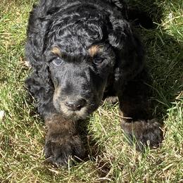 Poodle Puppies from Casey's AKC Standard Poodles