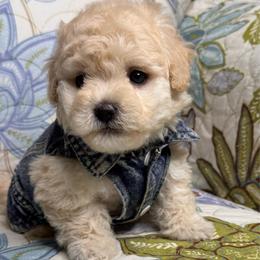 Roger - Cream male Maltipoo puppy in Bakersfield, California from Silvia's Maltipoos