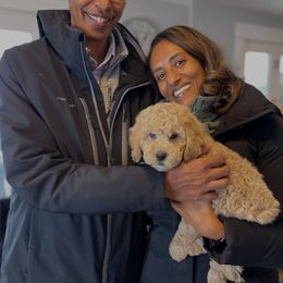 Bernedoodle and Goldendoodle Puppies from BrookeMarie’s Goldendoodle Love