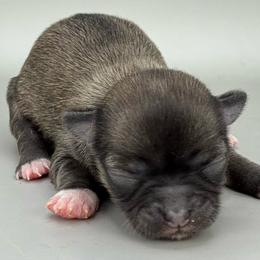 Girl 2 - Fawn brindled black female Chihuahua puppy in Westport, New York from Chantilly chihuahuas
