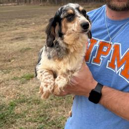 Pepper - Dachshund