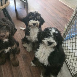 Bernedoodle puppies from Doo a Little Doodle