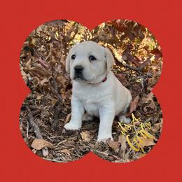 Labrador Retriever, Mastiff, and Miniature Australian Shepherd Puppies from Blackberry Cabin Farms
