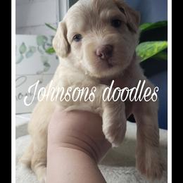 Aussiedoodle, Bernedoodle, and Goldendoodle Puppies from Johnson's Doodles