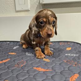 Chocolate dapple male - Dapple male Dachshund puppy in Hesperia, California from VOM HAUSE Imperial