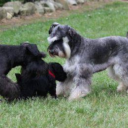 Cane Corso and Miniature Schnauzer Puppies from Brock’s Cane Corso & Miniature Schnauzers