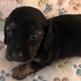 Blaze - Black and cream male Dachshund puppy in Nampa, Idaho from 208 Wiener Wiggle Butts LLC