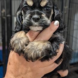 Precious - Black and tan female Cocker Spaniel puppy in Hernando, Florida from Blackwater Kennel