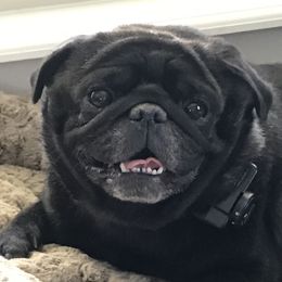 Murdock - Pug