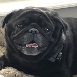 Murdock - Pug