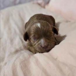 Olivia - Red female Cavapoo puppy in Caldwell, Idaho from Terrace Cav's