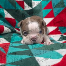 Winton - Lilac male Boston Terrier puppy in Millers Creek, North Carolina from Tumbling Shoals Hilltop Bostons