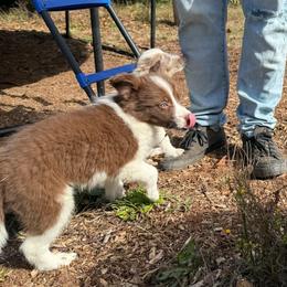 Jupiter - Red male Border Collie puppy in Grapeview, Washington from Athena’s Collies