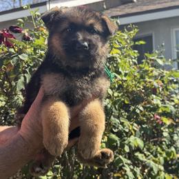 Wally - Black and red male German Shepherd puppy in Whitewater, California from Vom Haus Metzler Shepherds